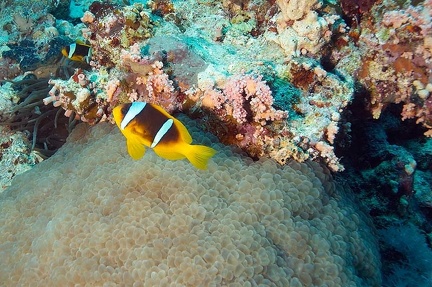 Vacanze-dei-soci-2008-Sharm-El-Sheikh-Giorgio-29