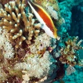 Vacanze-dei-soci-2008-Sharm-El-Sheikh-Giorgio-5
